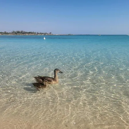 Scala Di Furno - Ginepro * Porto Cesareo